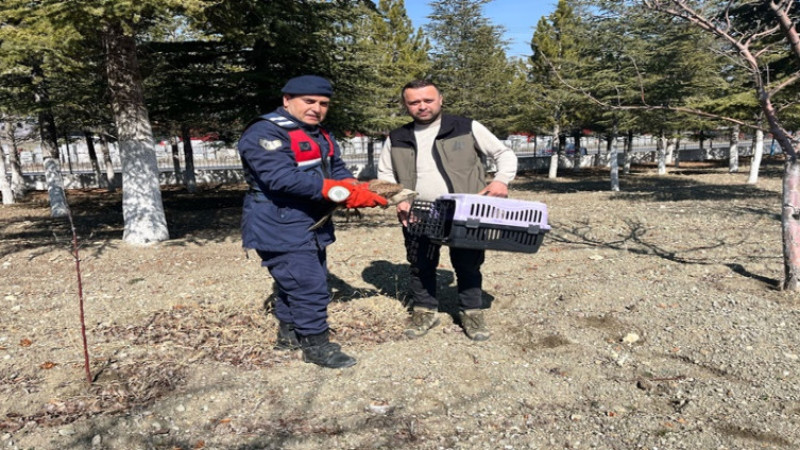 Dinar'da bulunan Kızıl Şahin Kuşu muhafaza altına alındı