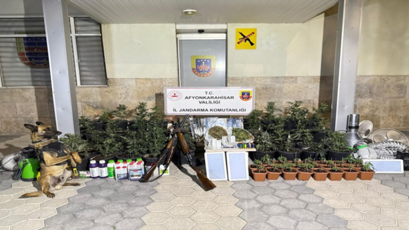 Jandarma'dan kenevir yetiştiren şahıslara operasyon gerçekleştirdi
